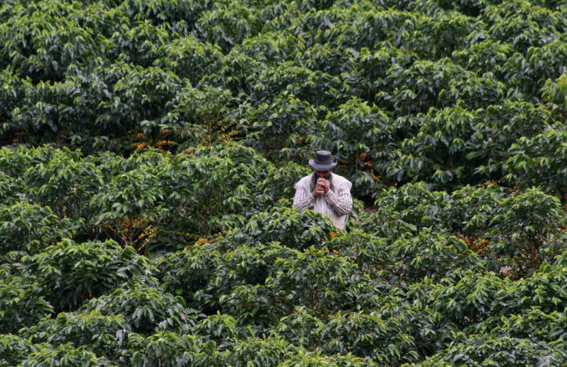 Petro propone a Washington exportaciones legales de cannabis y eliminación de aranceles agrícolas ante crisis
 – Ojo critico