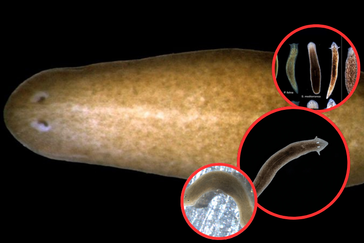 El Gusano Inmortal: Científicos revelan cómo regenera su cabeza y todo su cuerpo

 – Ojo critico