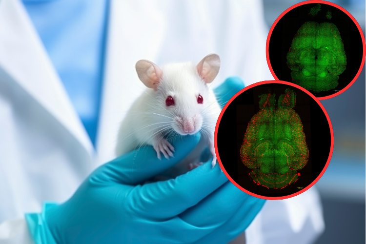 Utilizando nanopartículas consiguen revertir la enfermedad de Alzheimer en ratones
 – Ojo critico
