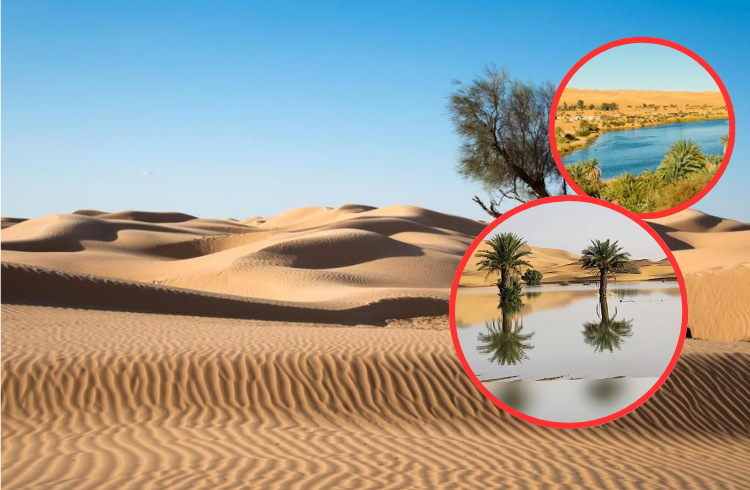 El Sahara es cada vez más húmedo: los científicos predicen un aumento del 75% en las precipitaciones

 – Ojo critico