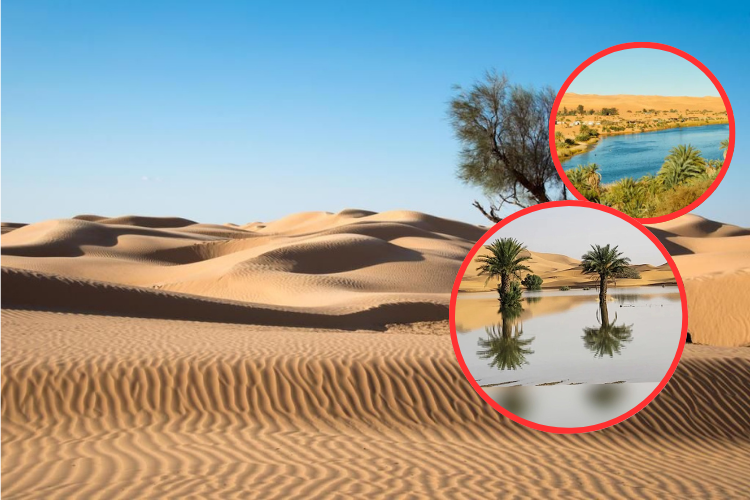 El Sahara es cada vez más húmedo: los científicos predicen un aumento del 75% en las precipitaciones
 – Ojo critico