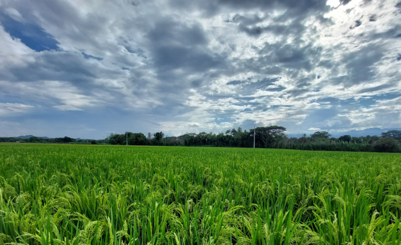 En el Valle, científicos han desarrollado una nueva variedad de arroz resistente a herbicidas para Colombia y países de América Latina: ¿cómo lo lograron?

 – Ojo critico