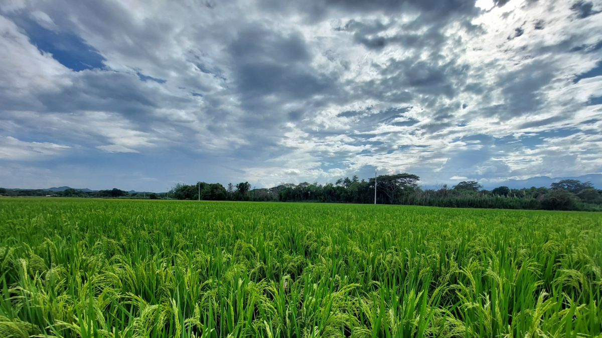 En el Valle, científicos han desarrollado una nueva variedad de arroz resistente a herbicidas para Colombia y países de América Latina: ¿cómo lo lograron?
 – Ojo critico