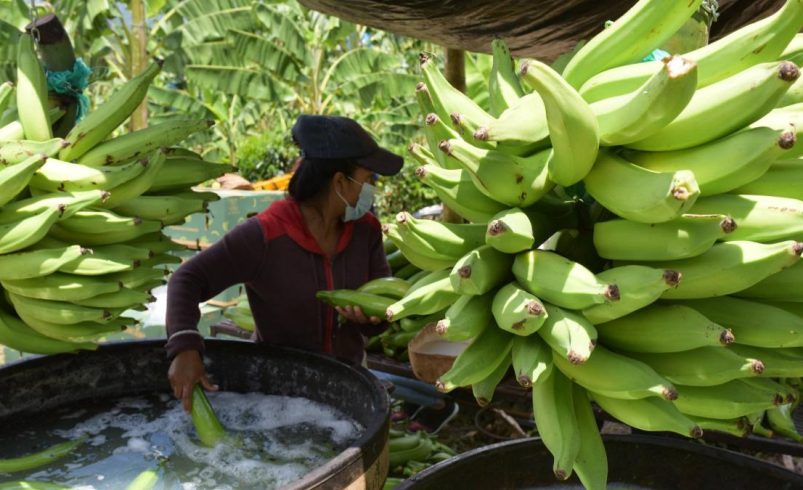 Gremio bananero del Magdalena y La Guajira pide cautela en medio de crisis con Estados Unidos y advierte riesgos para el empleo rural en el Caribe

 – Ojo critico