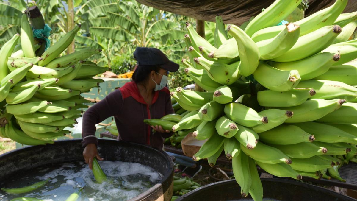 Gremio bananero del Magdalena y La Guajira pide cautela en medio de crisis con Estados Unidos y advierte riesgos para el empleo rural en el Caribe
 – Ojo critico