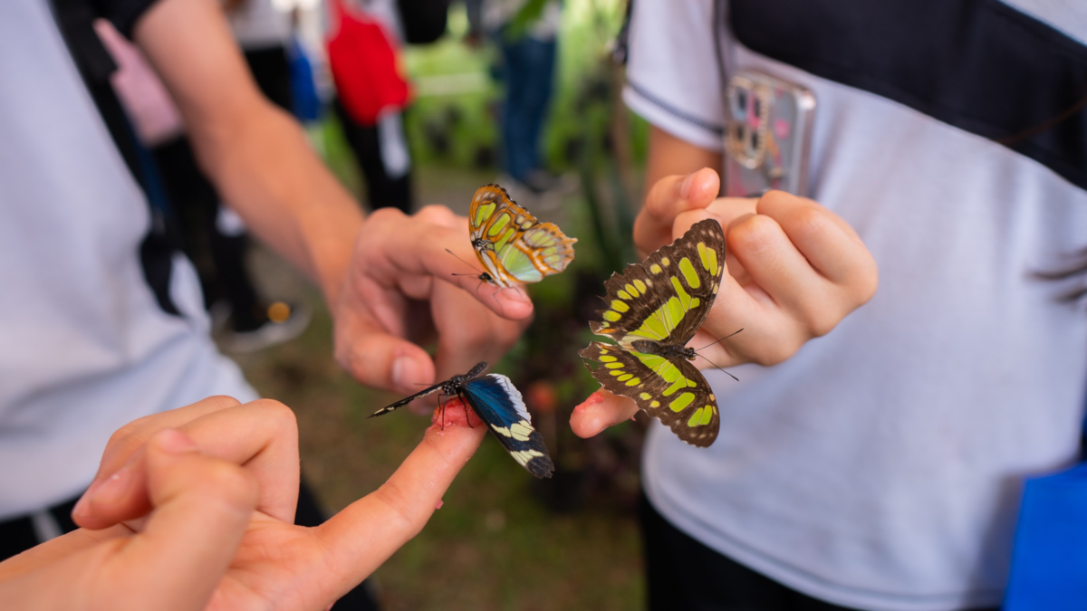 Junto con la presentación de una sorprendente mariposa, la puerta de la ciudadela educativa de la diversidad biológica se abrió en la pulgada del norte
 – Ojo critico