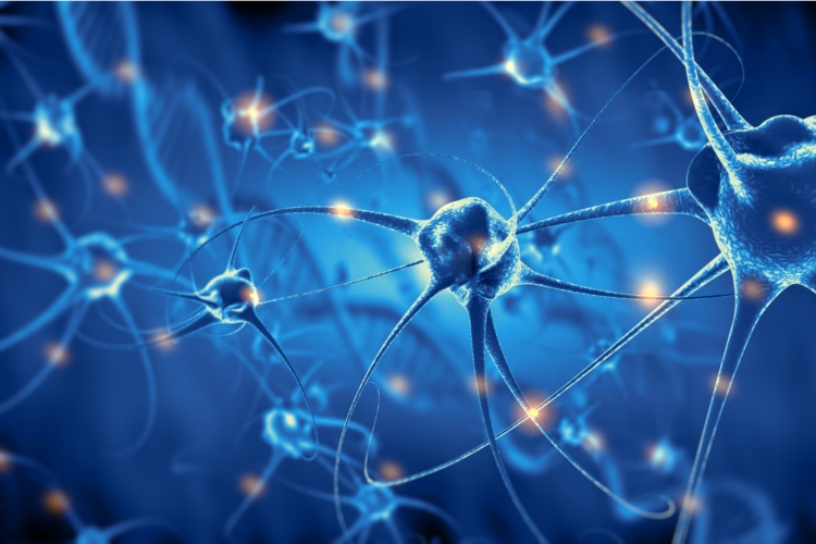 Las neuronas artificiales están conectadas con las células vivas
 – Ojo critico