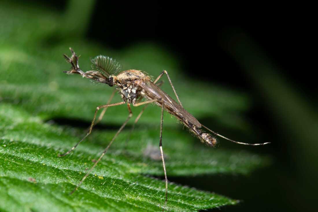 Primera aparición de mosquitos en Islandia

 – Ojo critico