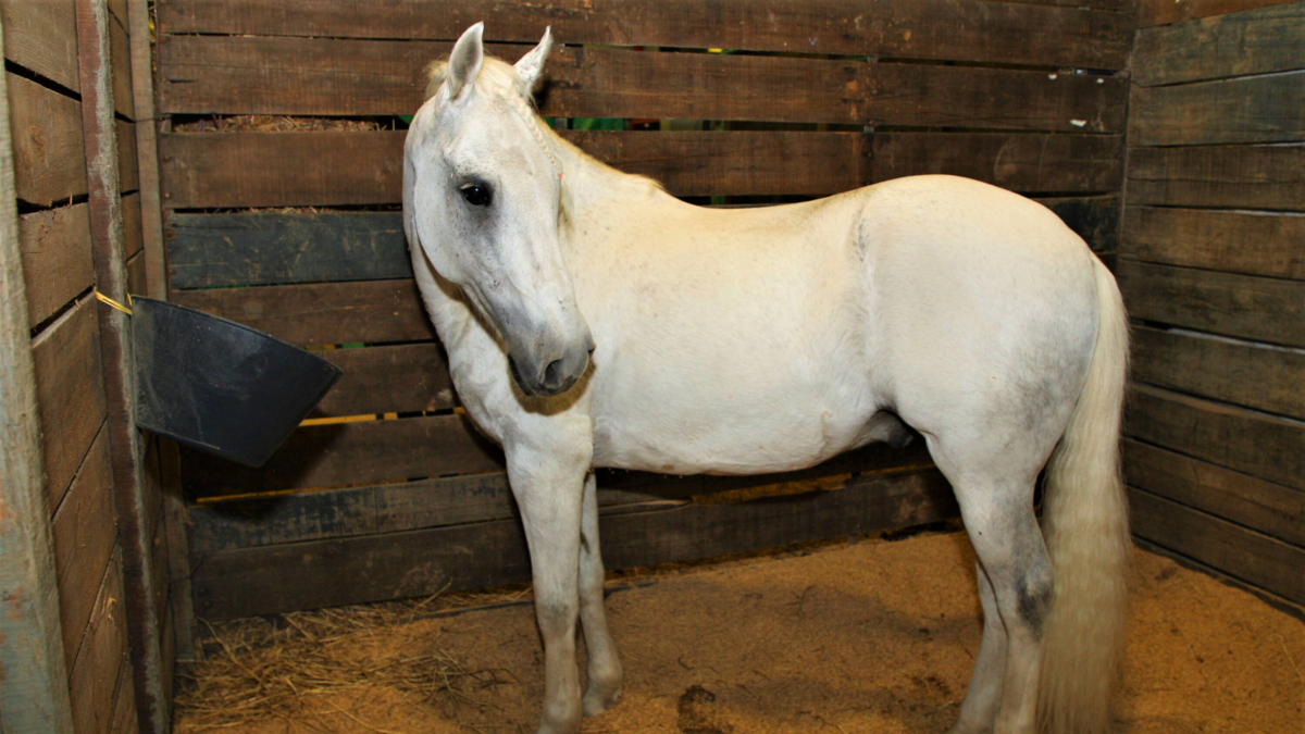 Estos pueden representar amenazas económicas y de salud para la región.

 – Ojo critico