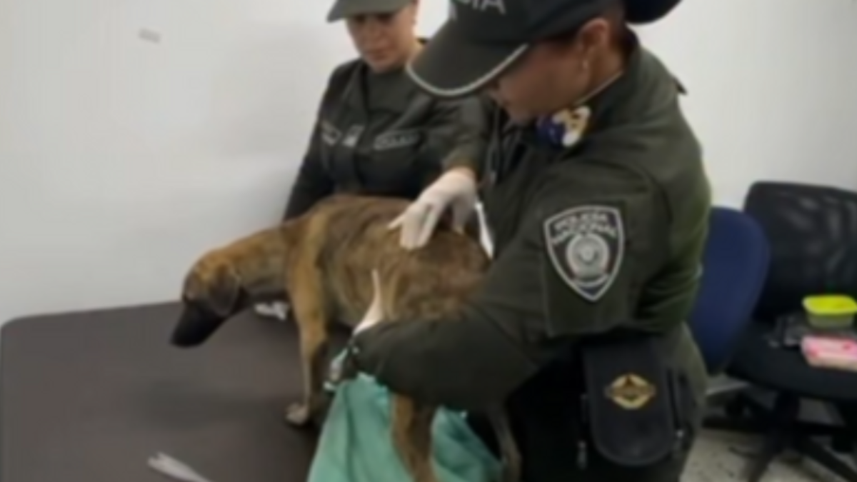 Los veterinarios están examinando un cachorro entregado por un hombre acusado de golpear brutalmente a un perro, lo que provocó indignación en todo el país.

 – Ojo critico