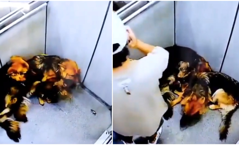 Un hombre fue captado golpeando brutalmente a tres perros en un ascensor

 – Ojo critico