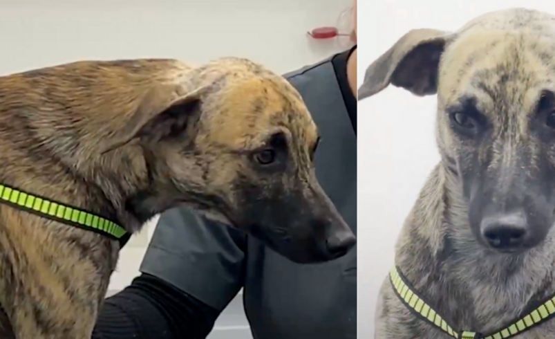 El Gobernador de Antioquia revela que el perro maltratado «Bizcocho» será dado en adopción una vez que se recupere; el atacante fue acusado

 – Ojo critico