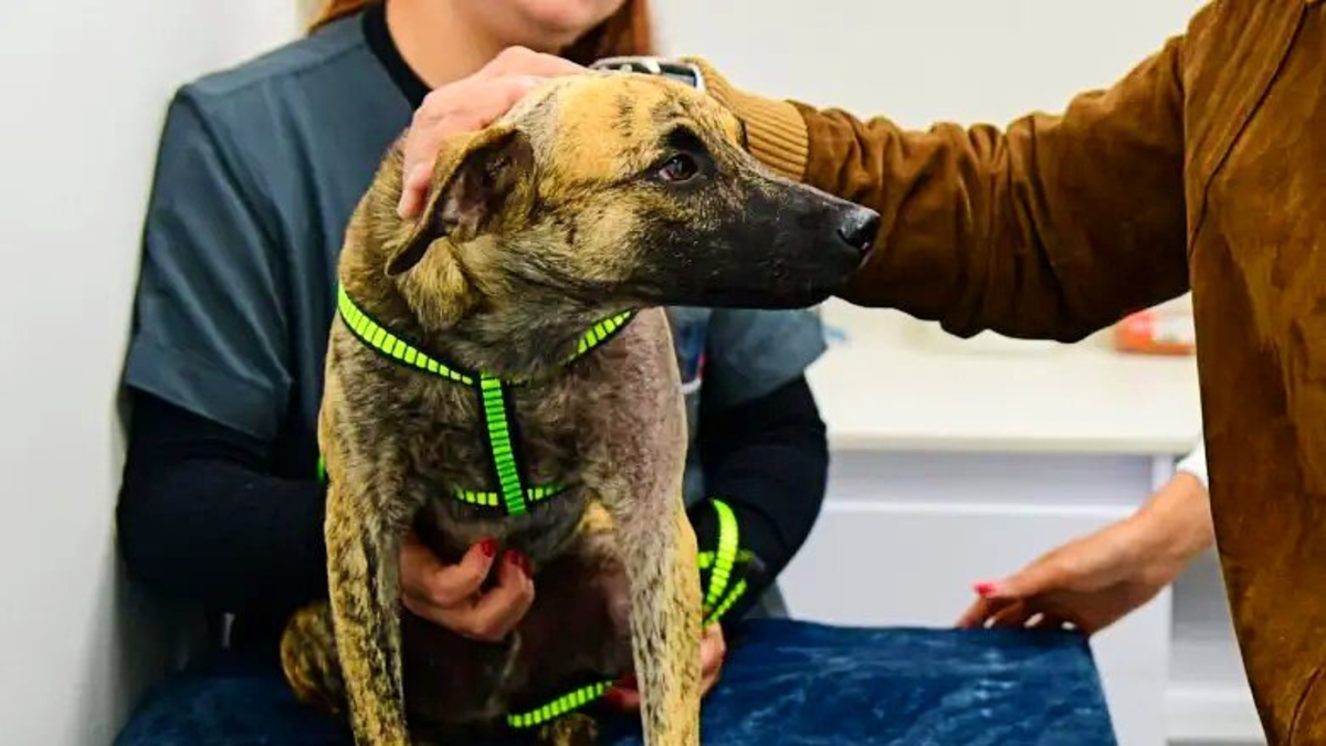«Coronel Bizcocho», un perro rescatado en Antioquia, adoptado por la policía

 – Ojo critico