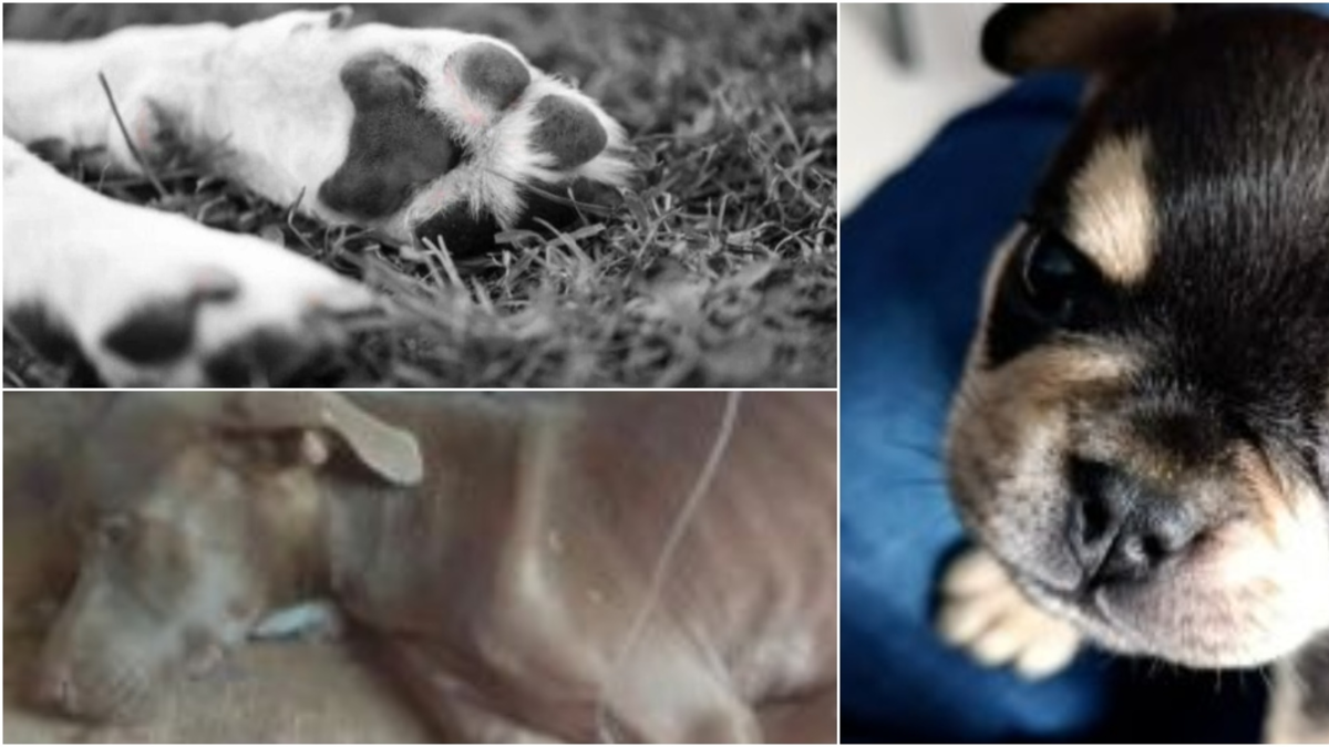 Odín, un bulldog francés de dos meses, murió tras brutal ataque de una vecina que pidió cuidarlo en Itagüí (Antioquia): el agresor fue sentenciado

 – Ojo critico