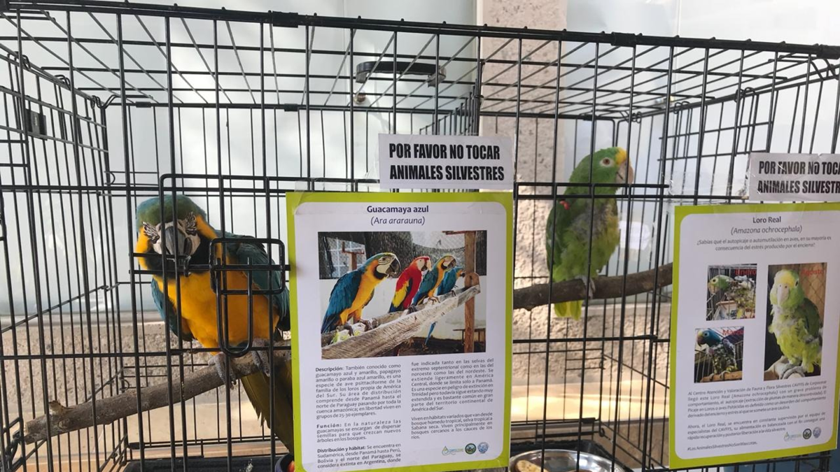 Cesar, primero en la región del Caribe por comercio ilegal de vida silvestre y tercero en el país por este delito ambiental

 – Ojo critico