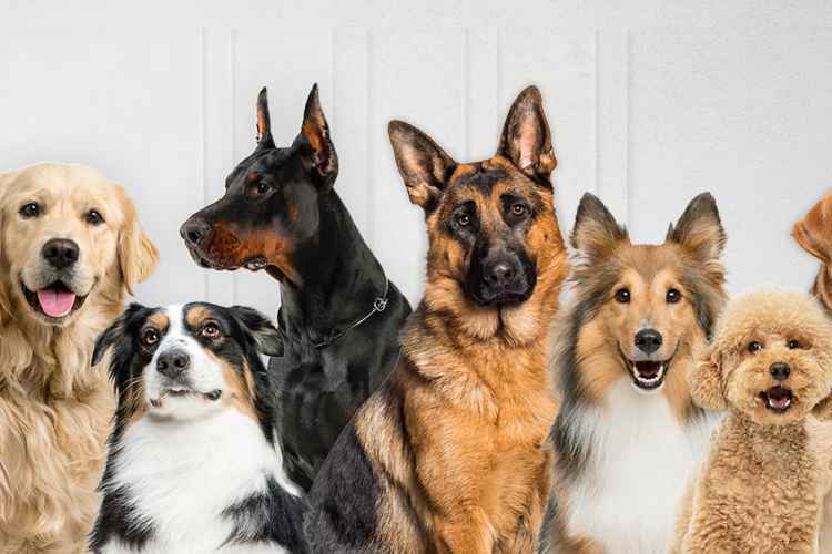 La primera pastilla antienvejecimiento para perros entra en su fase final

 – Ojo critico