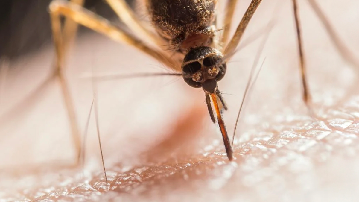 Soledad Salud pide medidas urgentes tras encontrar 430 criaderos de mosquitos

 – Ojo critico