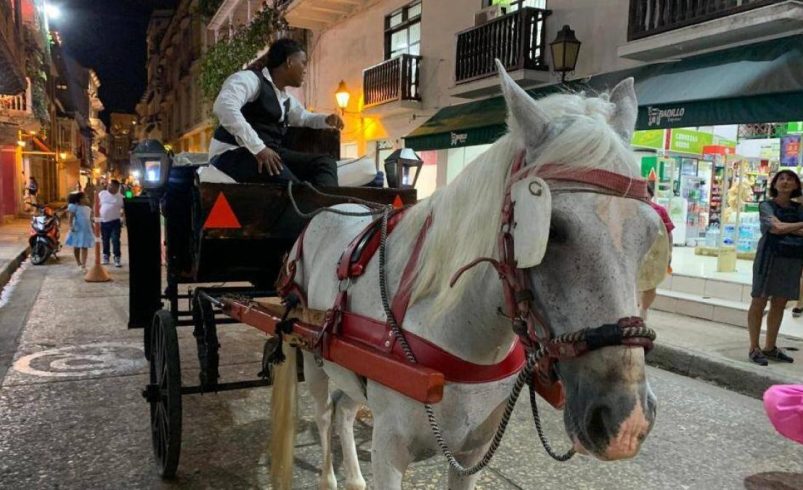 El decreto prohíbe el uso de coches de tracción animal a partir del 29 de diciembre.

 – Ojo critico