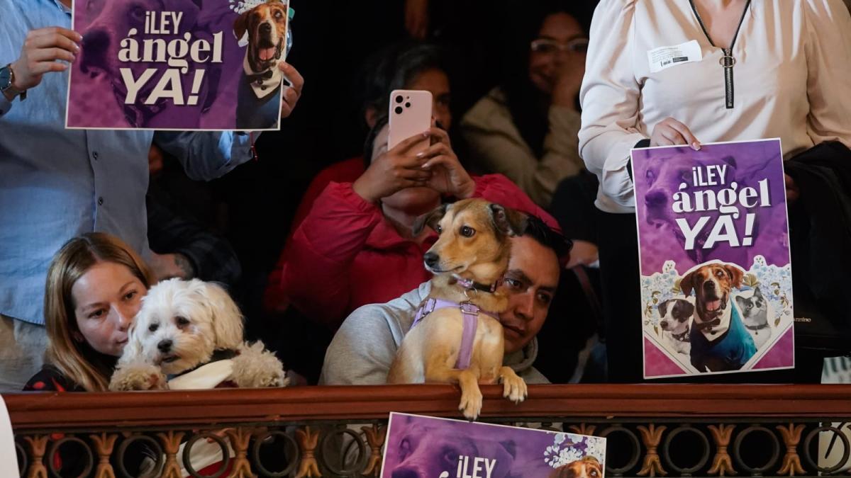 un hombre estrangula a un perro durante una pelea y el padre muere tras un fuerte shock; el presunto autor fue capturado

 – Ojo critico