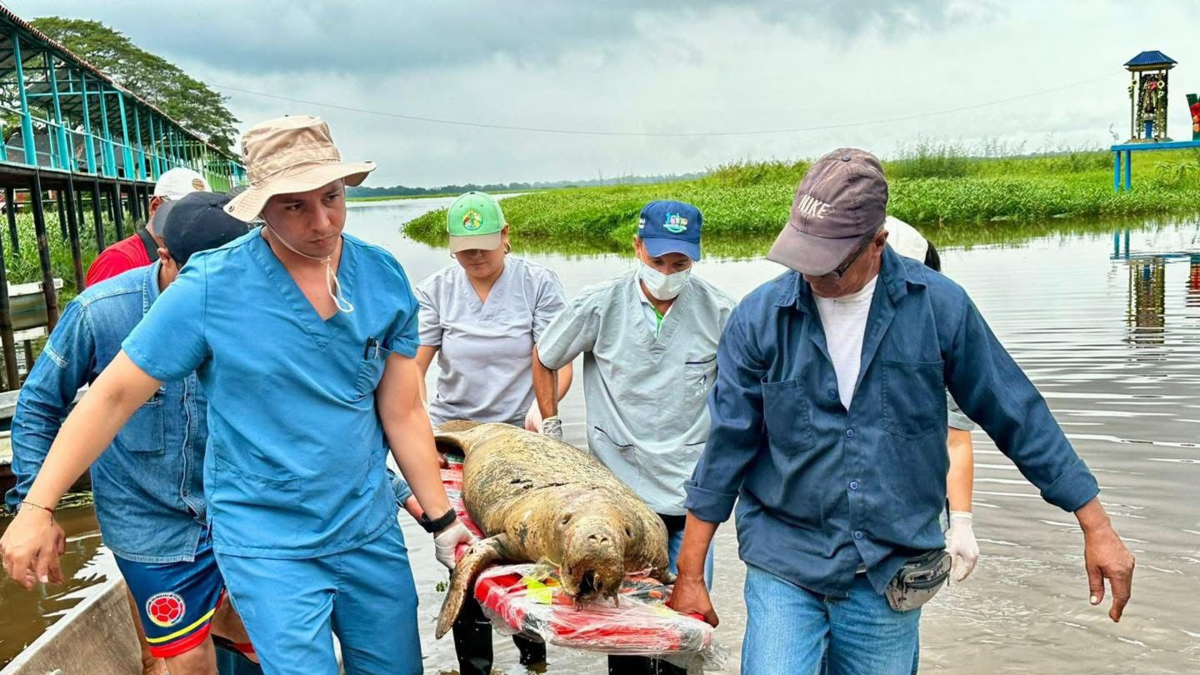Un joven manatí ha muerto en el pantano de El Llanito, en Barrancabermeja. 13 especies ya han muerto en cinco años: está en vigor una alerta de contaminación

 – Ojo critico