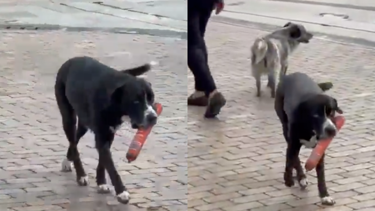 Un perro gana popularidad tras robar una salchicha en D1 en Antioquia

 – Ojo critico