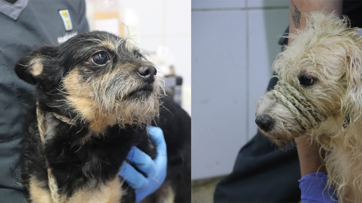 El drama oculto que viven los animales en Medellín

 – Ojo critico