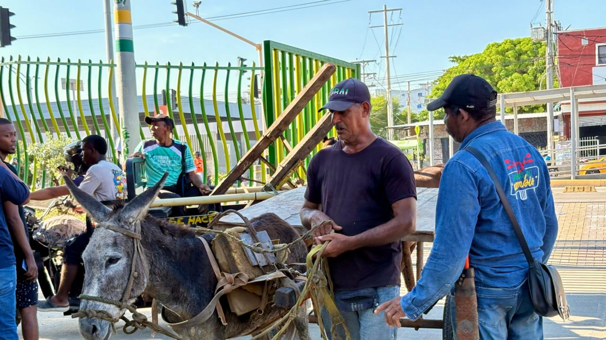 Cartagena hace historia al eliminar la tracción animal de las calles

 – Ojo critico