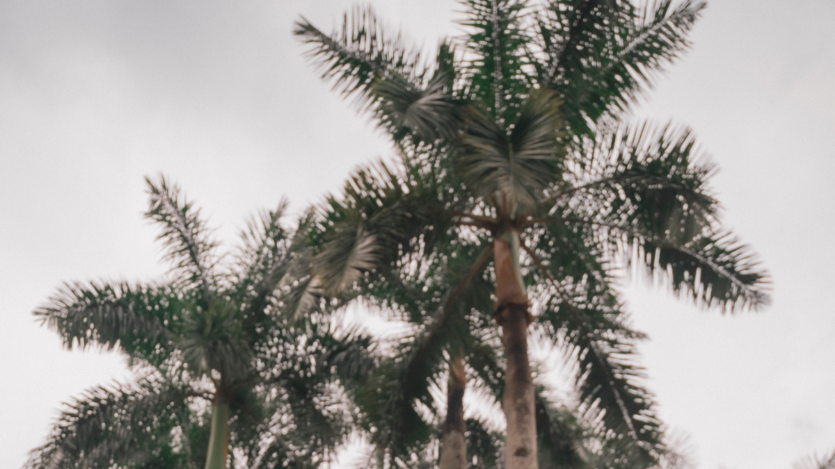 Brisas Caleñas, el festival que reinventa la Feria de Cali con música alternativa y un compromiso con la sustentabilidad

 – Ojo critico