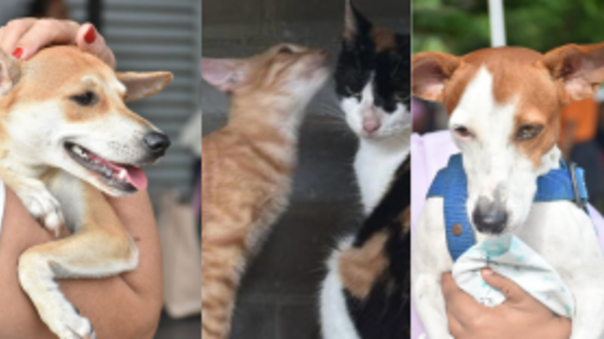 Cuidado con tus mascotas en esta Navidad y Año Nuevo: aquí las recomendaciones que debes tener ante una explosión de pólvora

 – Ojo critico