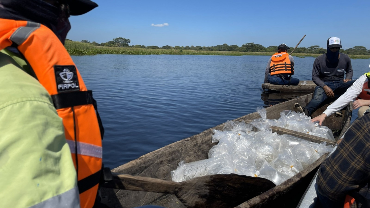 La siembra de 400.000 alevines de bocachico y dorada en las marismas de la Mata de Palma refuerza la pesca artesanal y la sostenibilidad medioambiental

 – Ojo critico