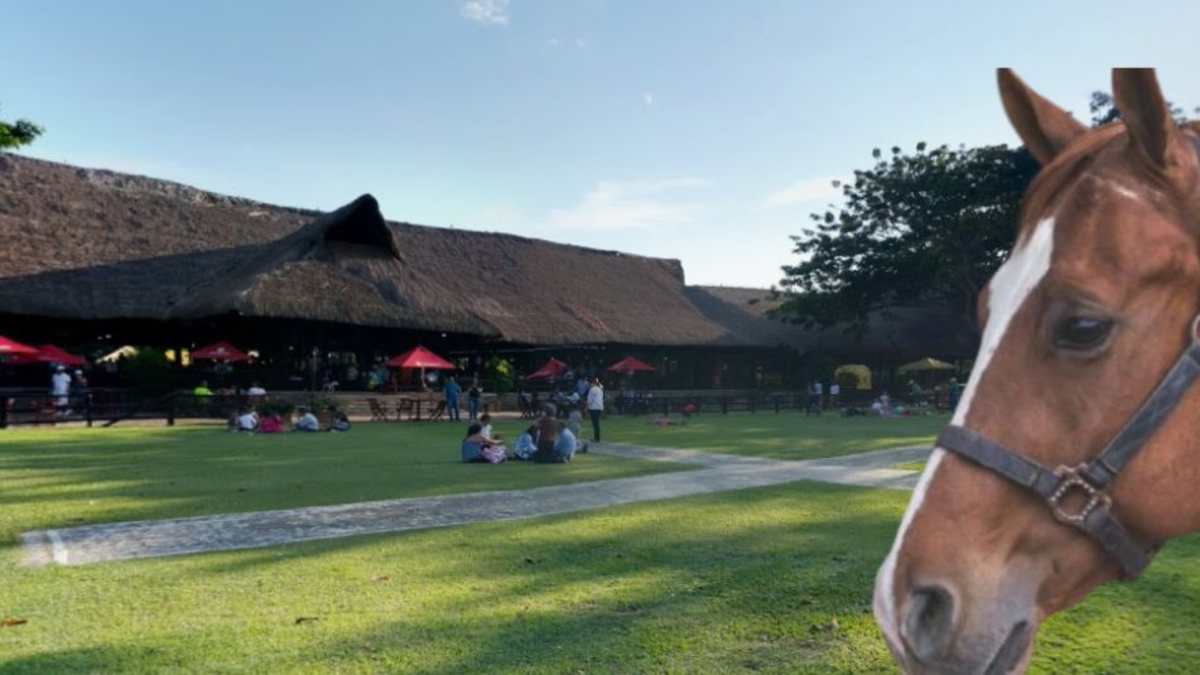 El exclusivo restaurante Palmira, donde una niña de cuatro años murió tras caer de un caballo, se pronunció: «Cooperamos»

 – Ojo critico