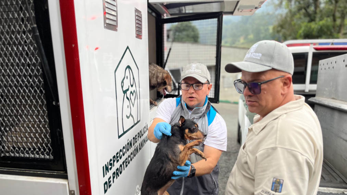 Fue un infierno que sobrevivieron 46 perros y gatos en una casa del suroeste de Medellín

 – Ojo critico