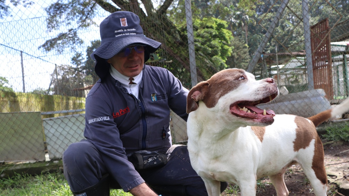 Gracias a la colaboración de la ciudadanía y la Alcaldía de Medellín se atendieron 2.548 animales

 – Ojo critico