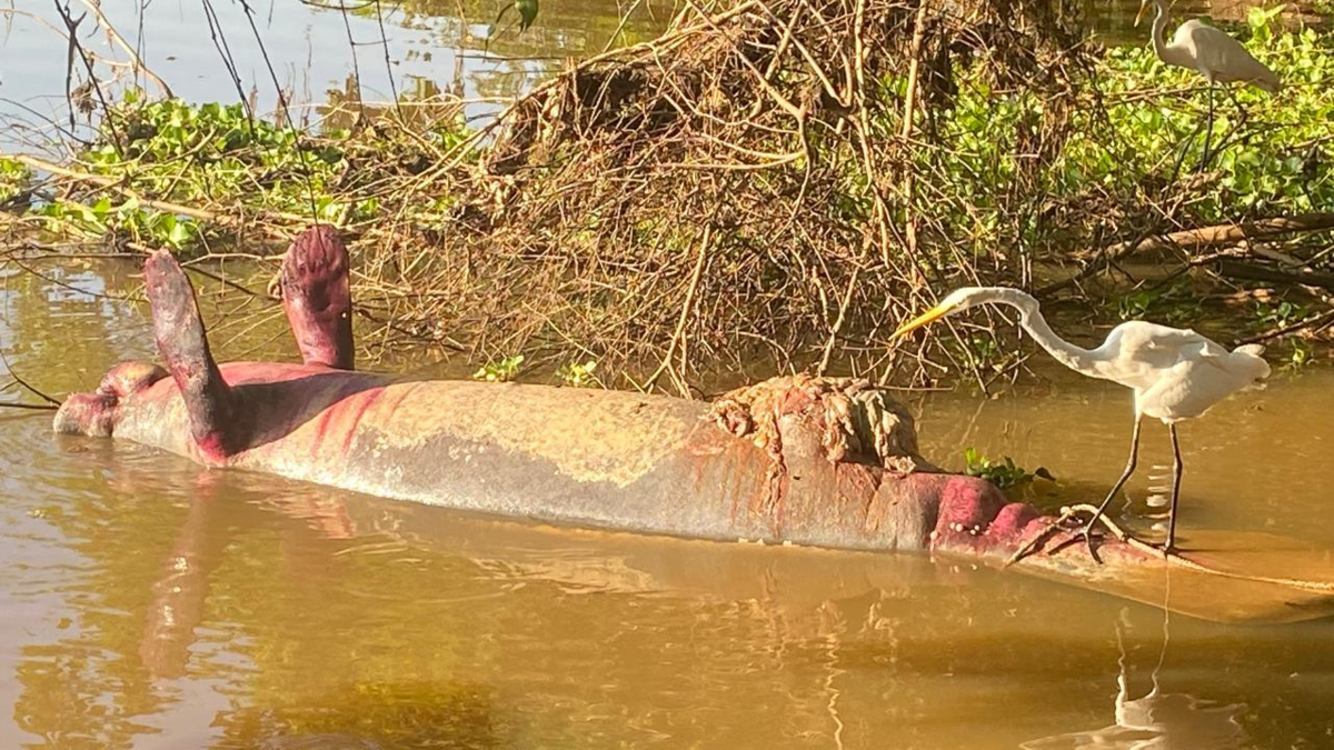 Hallaron manatí muerto en Barrancabermeja, se dio alarma en Magdalena Medio por posible contaminación ambiental

 – Ojo critico