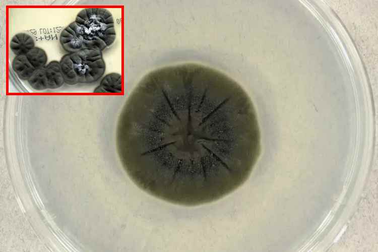 El hongo de Chernóbil que se alimenta de radiación podría proteger a los astronautas

 – Ojo critico