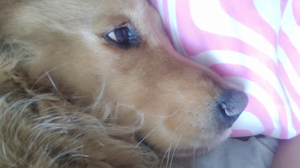 Horus, un perro de 10 años, fue diagnosticado con estrés por pólvora y murió tras varios días de combates en Armenia

 – Ojo critico