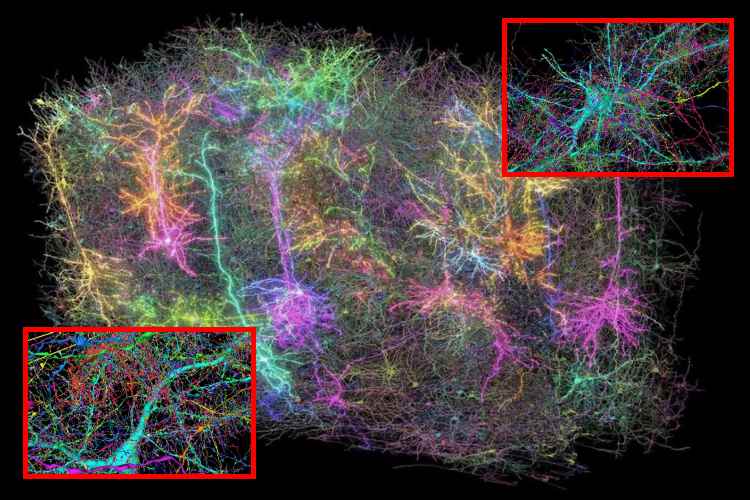 MICrONS crea el mapa cerebral más detallado jamás creado

 – Ojo critico