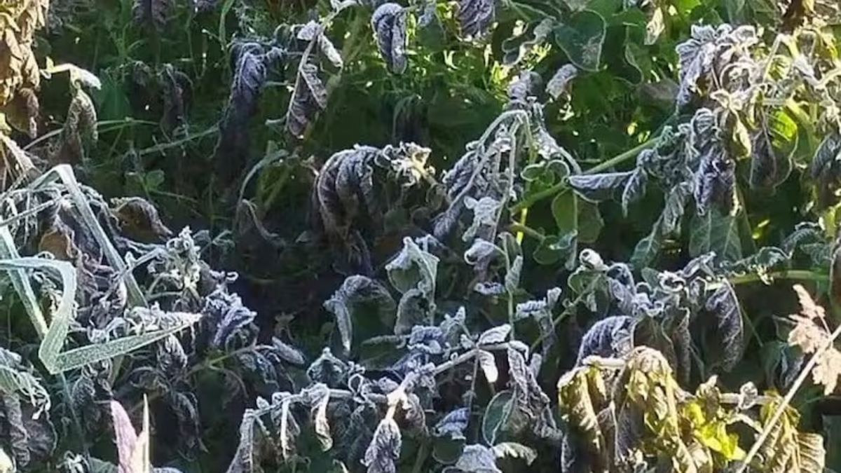 Más de 800 familias campesinas se vieron afectadas por la destrucción de patatas, fresas y otros cultivos de la canasta familiar.

 – Ojo critico