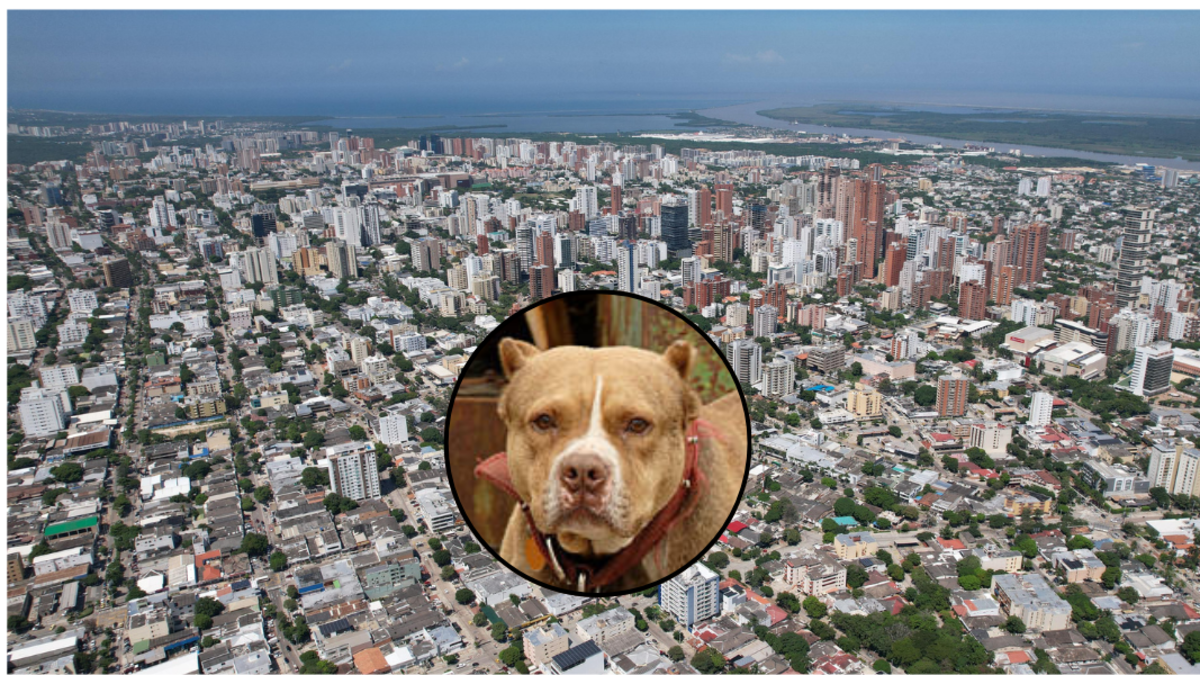 Un niño de 10 años fue atacado por un perro pitbull en un edificio del norte de Barranquilla y sufrió heridas en el rostro.

 – Ojo critico