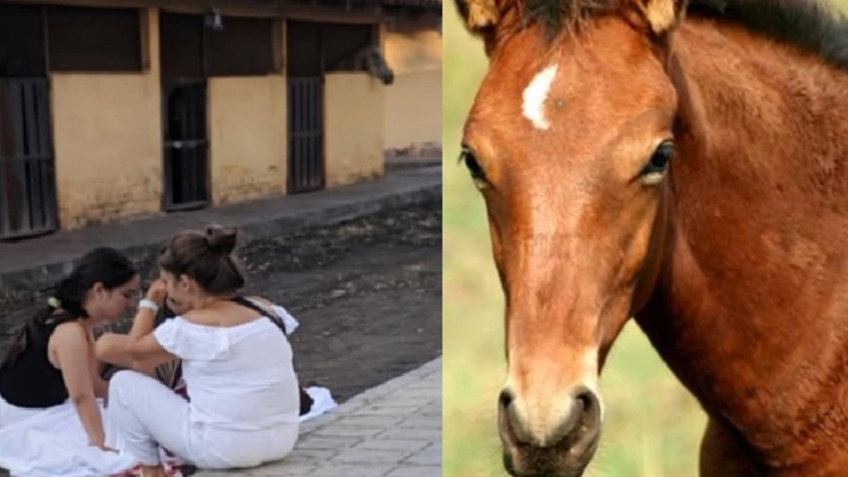Una niña de cuatro años murió al caer de un caballo en un restaurante

 – Ojo critico