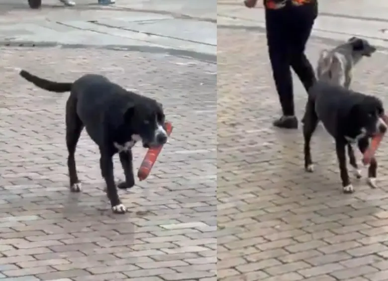 Perro se vuelve viral tras “robar” una salchicha en un D1 en Antioquia

 – Ojo critico