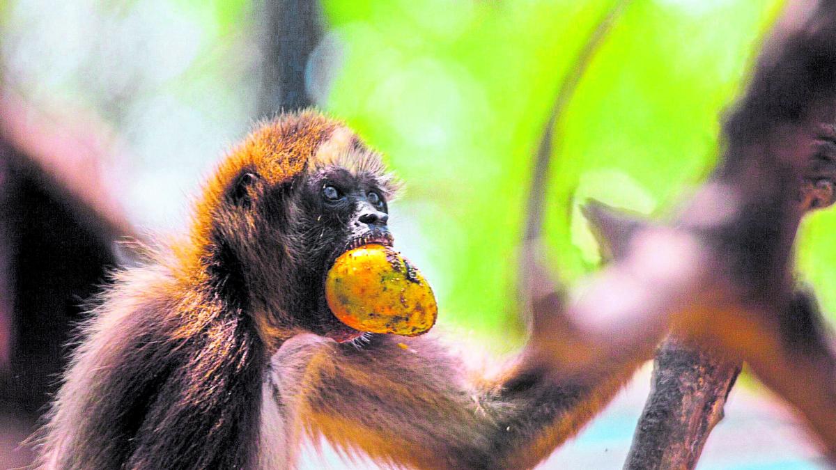 ¿Qué falta para que esto sea una realidad? Otros detalles del proyecto de traslado del Zoológico de Barranquilla a la Ciénaga de Mallorquín

 – Ojo critico