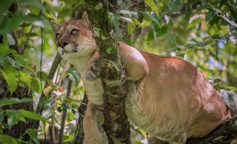 Esto es lo que debe hacer si encuentra uno

 – Ojo critico