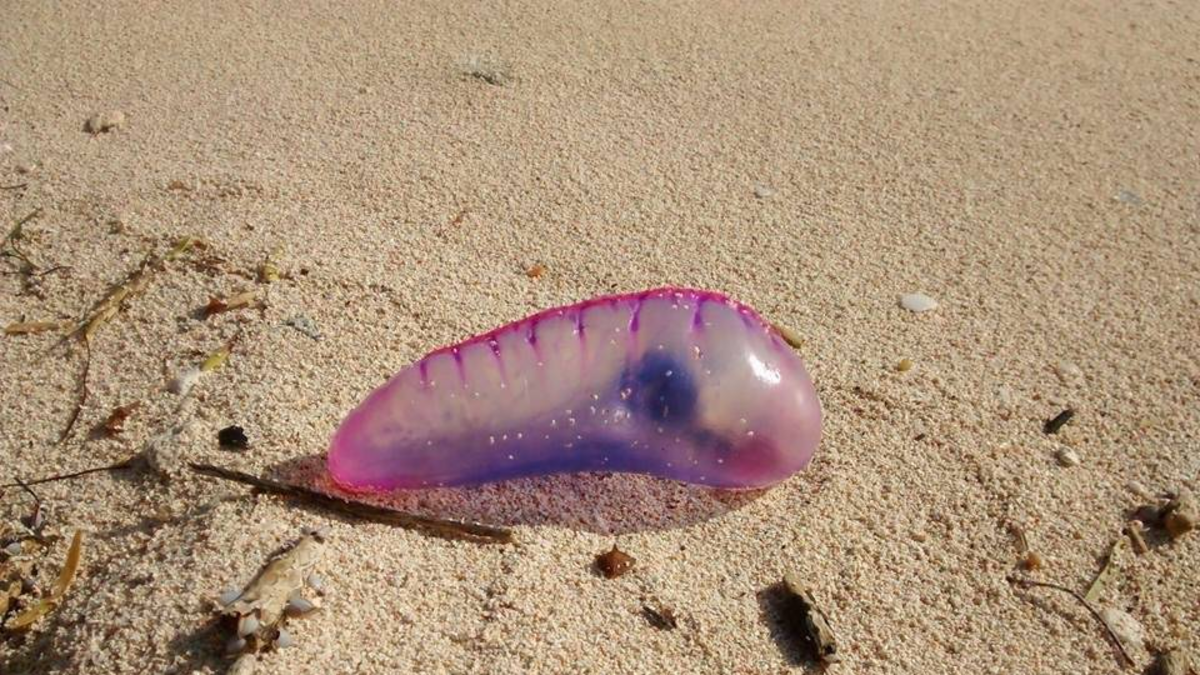 Las autoridades intensifican la vigilancia y piden a los ciudadanos que mantengan la calma.

 – Ojo critico