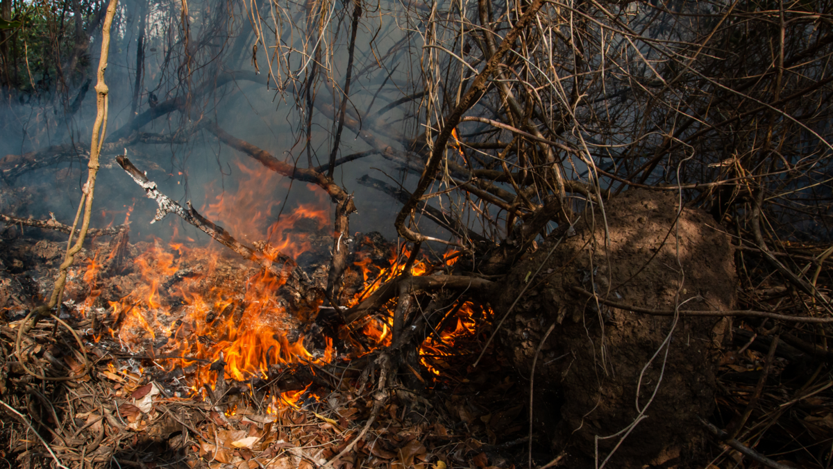 Incendio forestal en parque Isla Salamanca activa amenaza ecológica y moviliza a bomberos y marina por riesgo para manglares y comunidades

 – Ojo critico