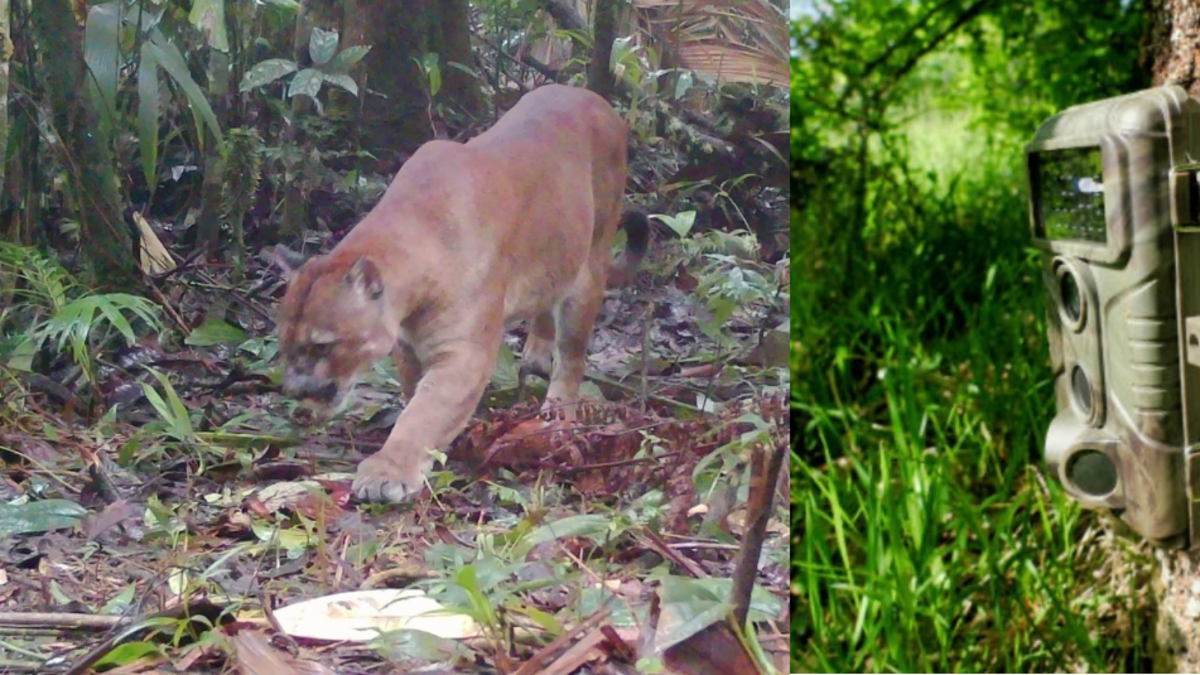 Las observaciones de las cámaras trampa revelan detalles sorprendentes

 – Ojo critico