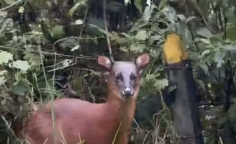 Fotos captaron a un venado andino en plena carretera al Tolima; El animal está al borde de la extinción y los activistas animales piden atención

 – Ojo critico