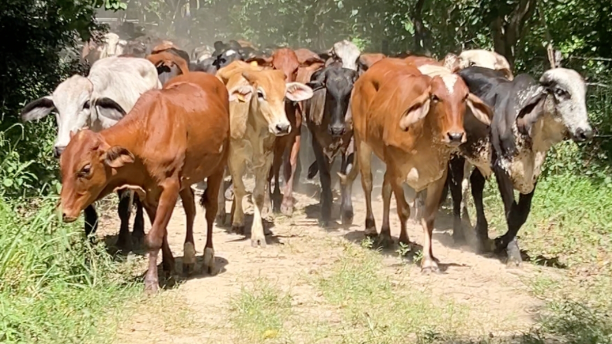 uno de ellos es de un creador de contenido famoso

 – Ojo critico