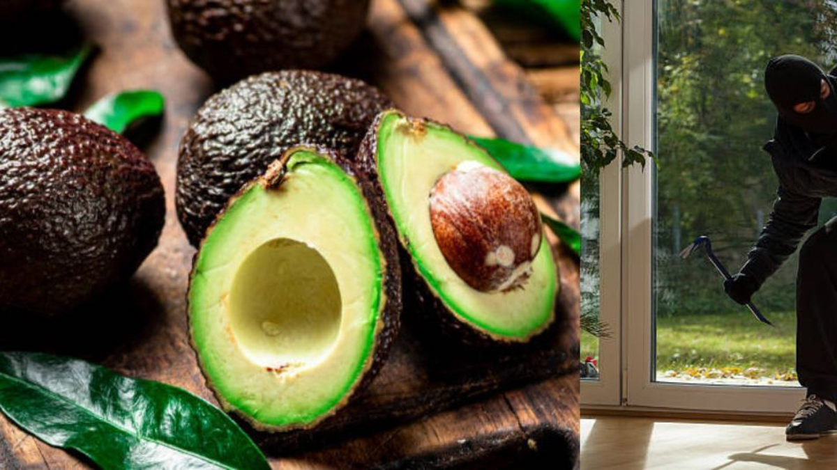 Detuvieron a un hombre de 37 años que robó 50 kilogramos de aguacates en una finca en Manizales

 – Ojo critico