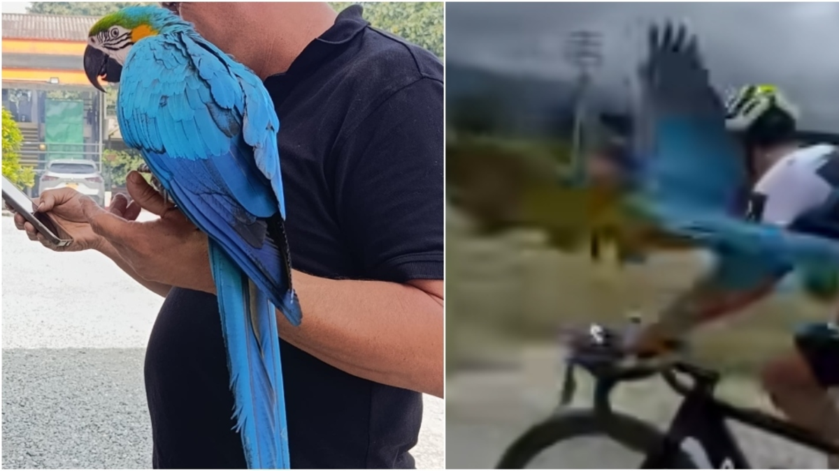 la famosa guacamaya que volaba con ciclistas en Quindío fue atacada y perdió sus plumas, ahora enfrenta reubicación del CRQ

 – Ojo critico